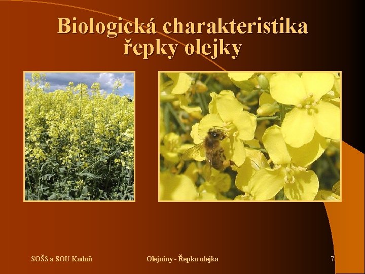 Biologická charakteristika řepky olejky SOŠS a SOU Kadaň Olejniny - Řepka olejka 7 