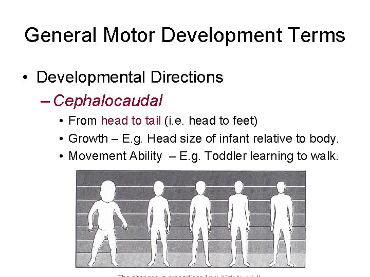 General Motor Development Terms • Developmental Directions – Cephalocaudal • From head to tail