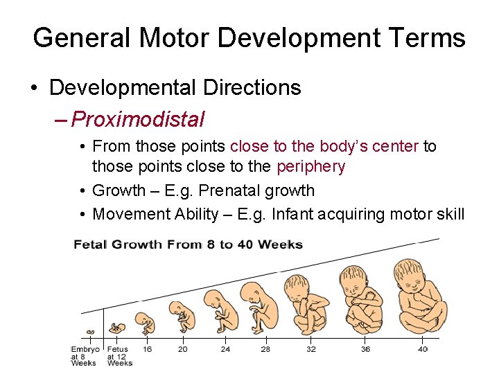 General Motor Development Terms • Developmental Directions – Proximodistal • From those points close