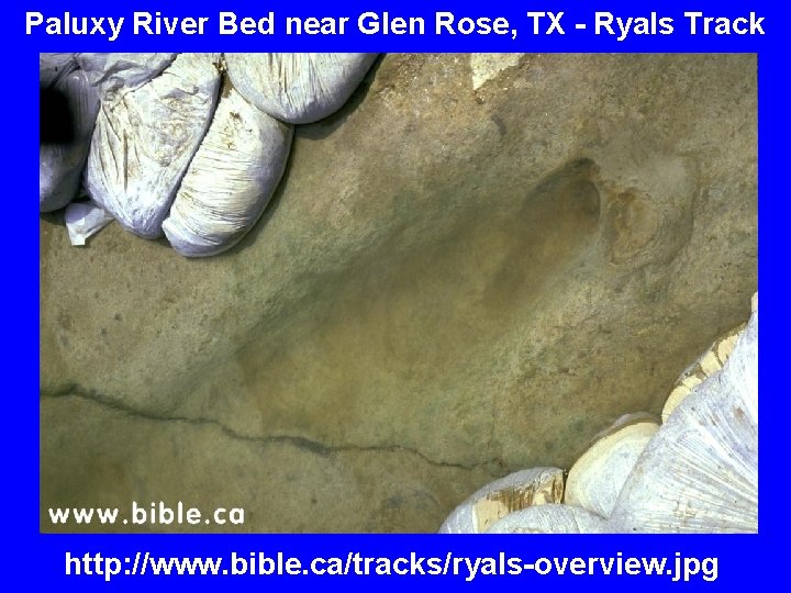 Paluxy River Bed near Glen Rose, TX - Ryals Track http: //www. bible. ca/tracks/ryals-overview.