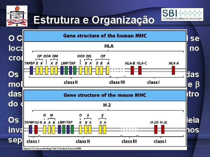 Estrutura e Organização O Complexo de Histocompatibilidade Principal se localiza no cromossomo 6 no