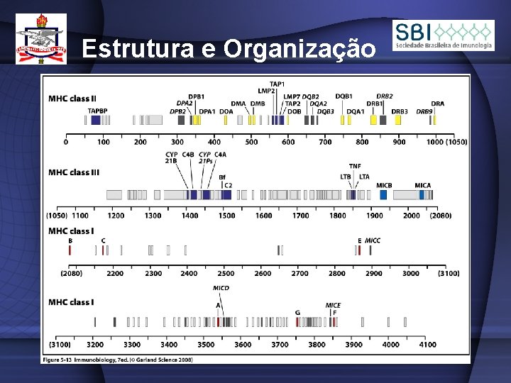 Estrutura e Organização 