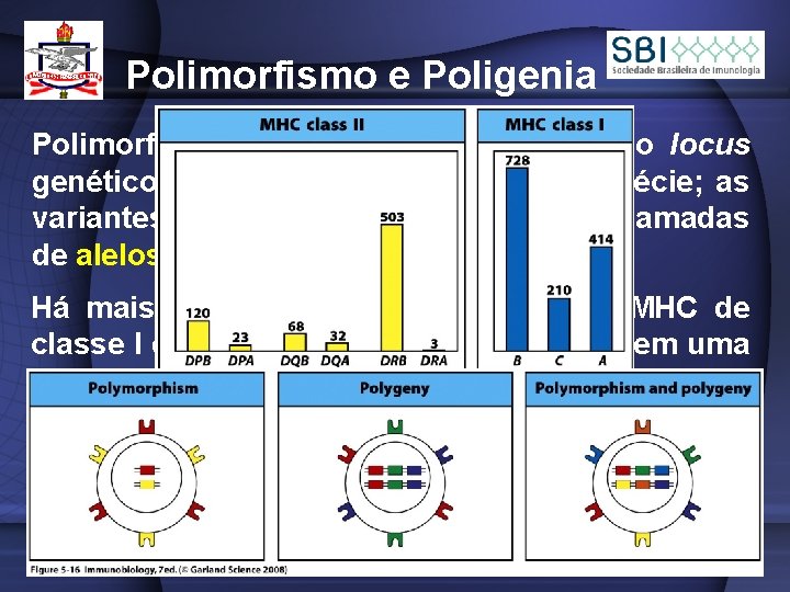 Polimorfismo e Poligenia Polimorfismo é a variação em um único locus genético e em