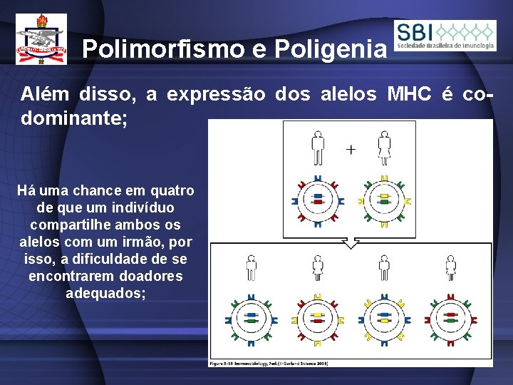 Polimorfismo e Poligenia Além disso, a expressão dos alelos MHC é codominante; Há uma