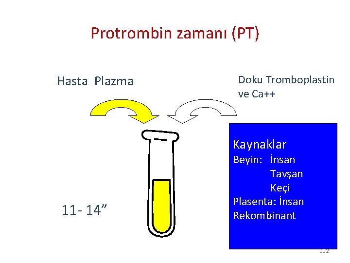 Protrombin zamanı (PT) Hasta Plazma Doku Tromboplastin ve Ca++ Kaynaklar 11 - 14” Beyin:
