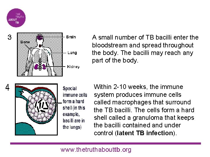 A small number of TB bacilli enter the bloodstream and spread throughout the body.
