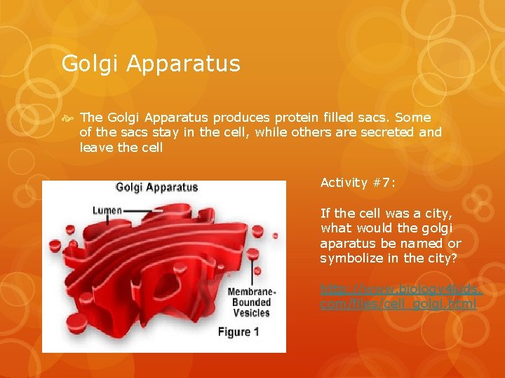 Golgi Apparatus The Golgi Apparatus produces protein filled sacs. Some of the sacs stay