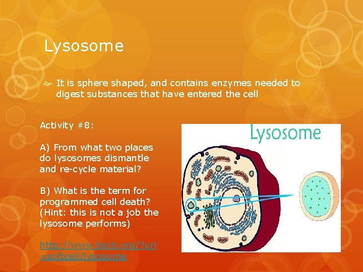 Lysosome It is sphere shaped, and contains enzymes needed to digest substances that have