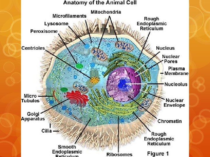 Animal Cell 