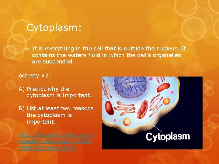 Cytoplasm: It is everything in the cell that is outside the nucleus. It contains