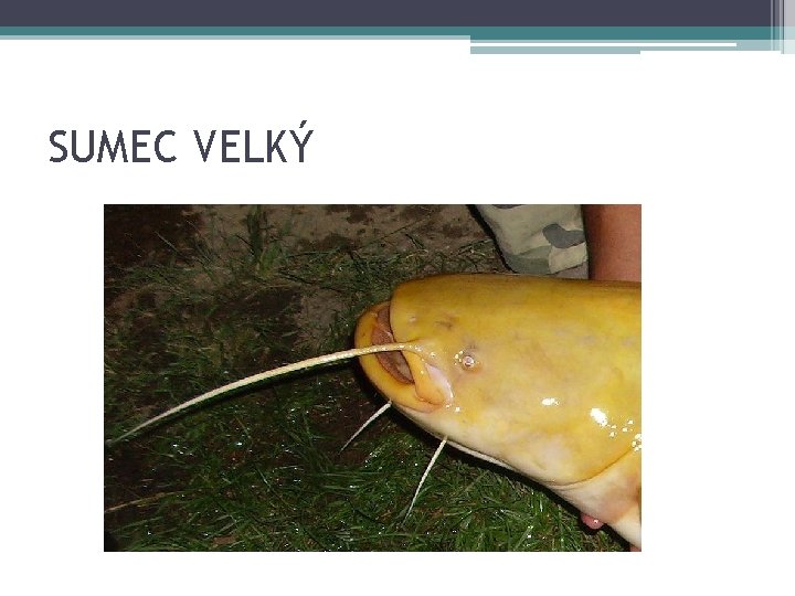 SUMEC VELKÝ 