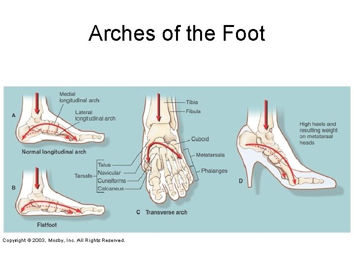 Arches of the Foot 