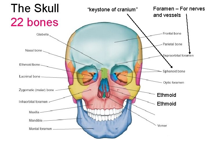 The Skull 22 bones “keystone of cranium” Foramen – For nerves and vessels Ethmoid