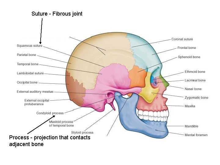 Suture - Fibrous joint Process - projection that contacts adjacent bone 