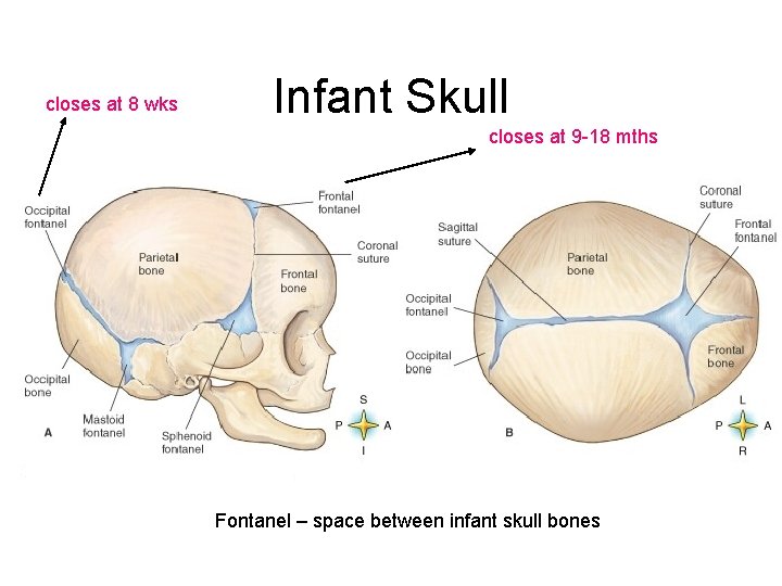 closes at 8 wks Infant Skull closes at 9 -18 mths Fontanel – space