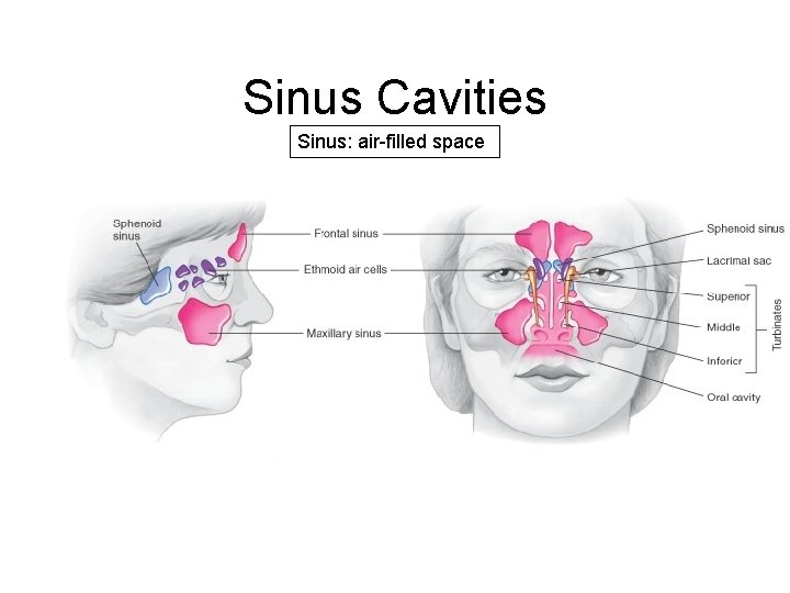 Sinus Cavities Sinus: air-filled space 