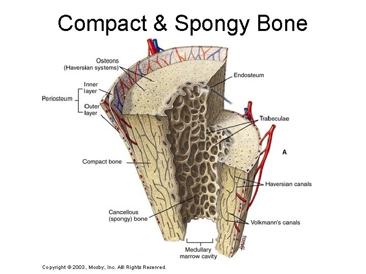 Compact & Spongy Bone 
