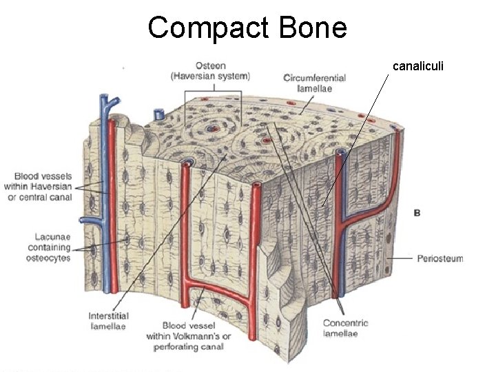 Compact Bone canaliculi 