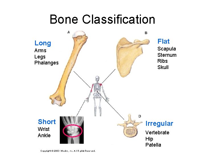 Bone Classification Long Arms Legs Phalanges Short Wrist Ankle Flat Scapula Sternum Ribs Skull