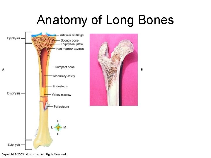 Anatomy of Long Bones 