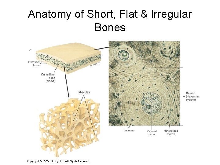 Anatomy of Short, Flat & Irregular Bones 