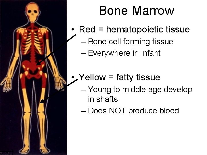 Bone Marrow • Red = hematopoietic tissue – Bone cell forming tissue – Everywhere