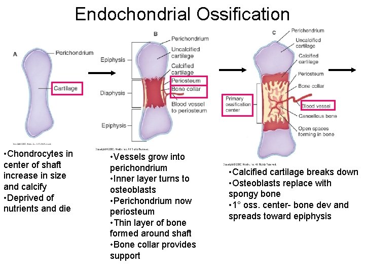 Endochondrial Ossification • Chondrocytes in center of shaft increase in size and calcify •