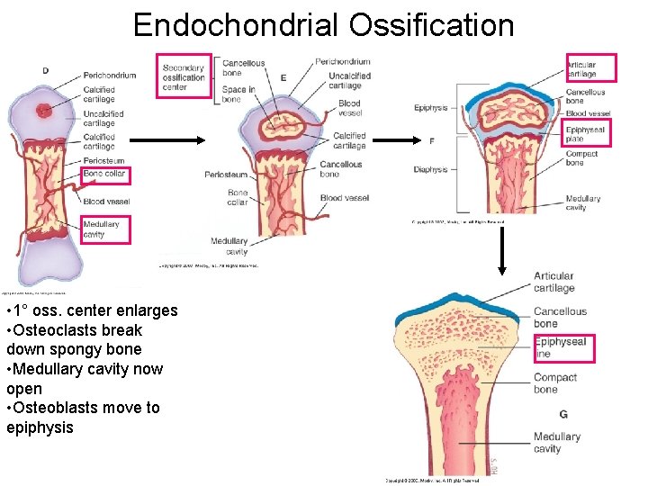 Endochondrial Ossification • 1° oss. center enlarges • Osteoclasts break down spongy bone •