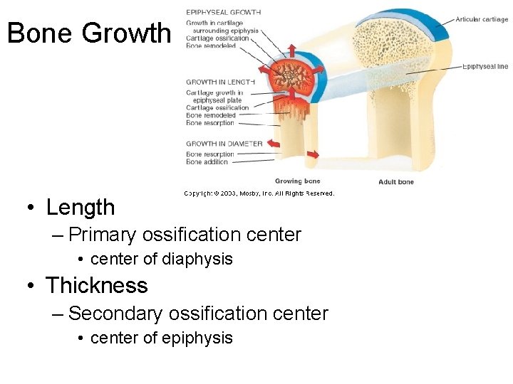 Bone Growth • Length – Primary ossification center • center of diaphysis • Thickness