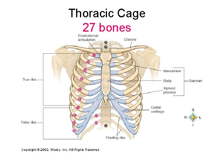 Thoracic Cage 27 bones 