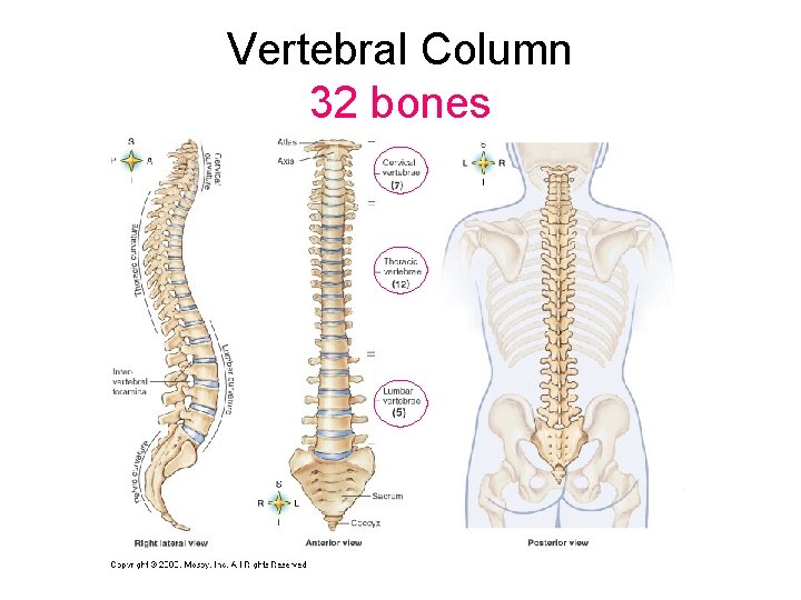 Vertebral Column 32 bones 