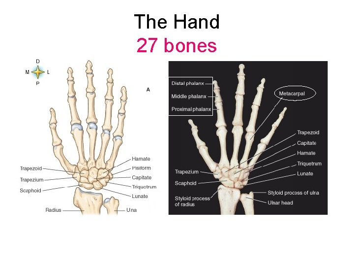 The Hand 27 bones 