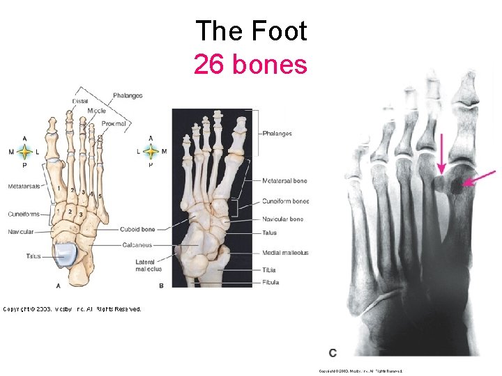 The Foot 26 bones 