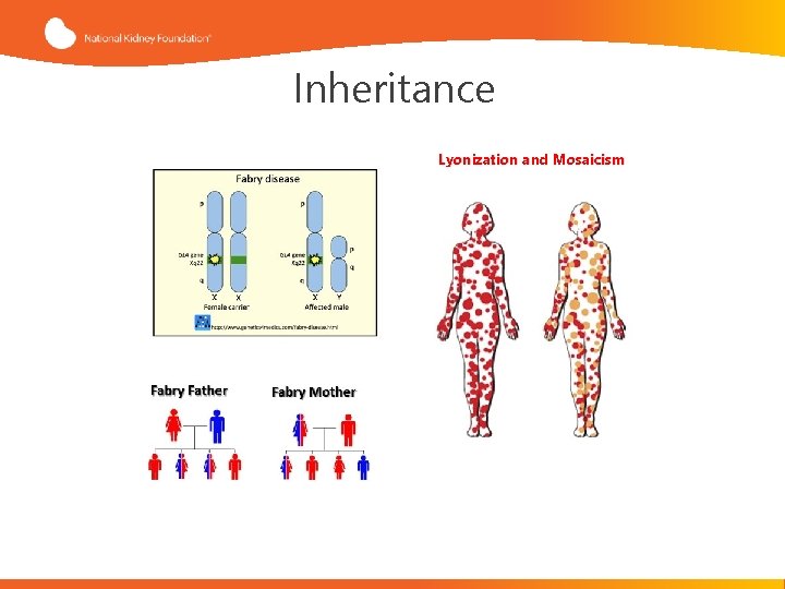 Inheritance Lyonization and Mosaicism 