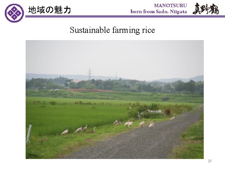 地域の魅力 MANOTSURU born from Sado, Niigata Sustainable farming rice 39 
