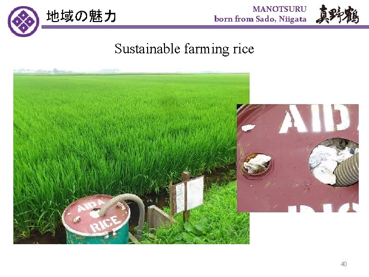 地域の魅力 MANOTSURU born from Sado, Niigata Sustainable farming rice 40 