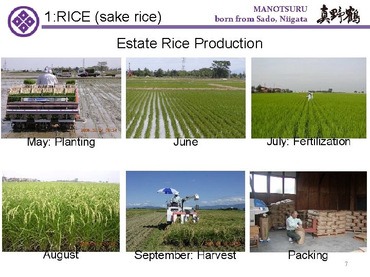1: RICE (sake rice)　 MANOTSURU born from Sado, Niigata Estate Rice Production 7 