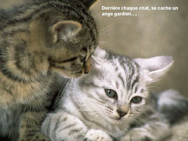 Derrière chaque chat, se cache un ange gardien…. 