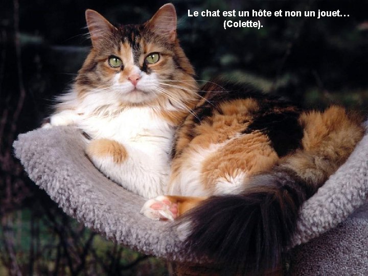 Le chat est un hôte et non un jouet… (Colette). 