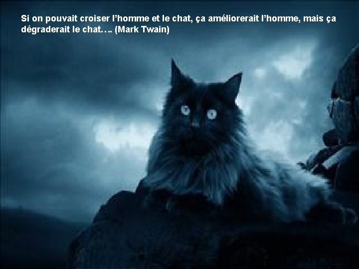 Si on pouvait croiser l’homme et le chat, ça améliorerait l’homme, mais ça dégraderait