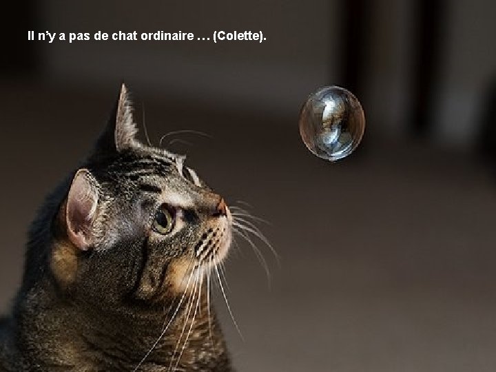 Il n’y a pas de chat ordinaire … (Colette). 