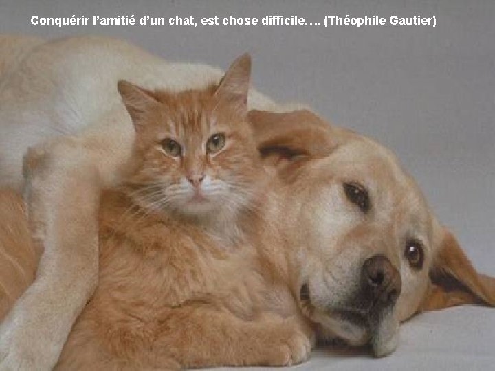Conquérir l’amitié d’un chat, est chose difficile…. (Théophile Gautier) 