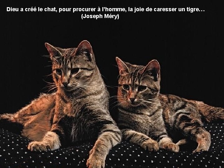 Dieu a créé le chat, pour procurer à l’homme, la joie de caresser un