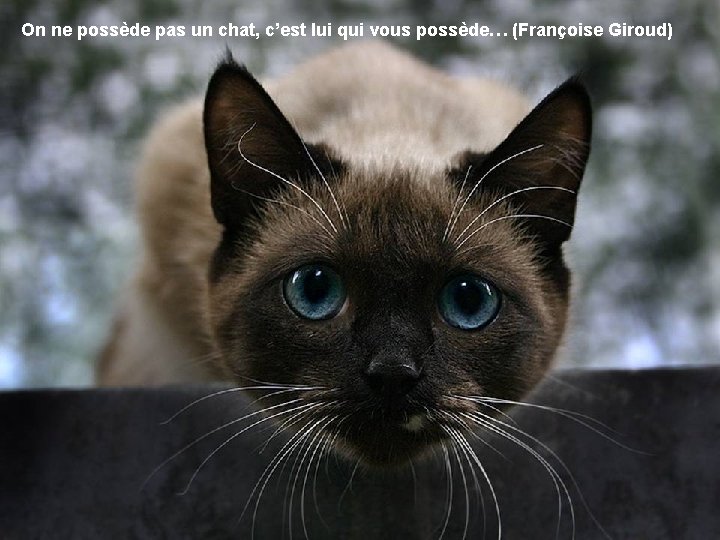 On ne possède pas un chat, c’est lui qui vous possède… (Françoise Giroud) 