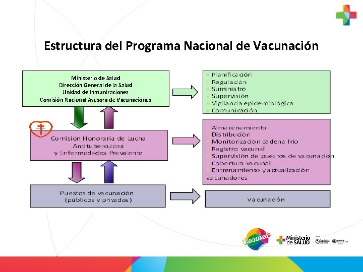 Estructura del Programa Nacional de Vacunación Ministerio de Salud Dirección General de la Salud