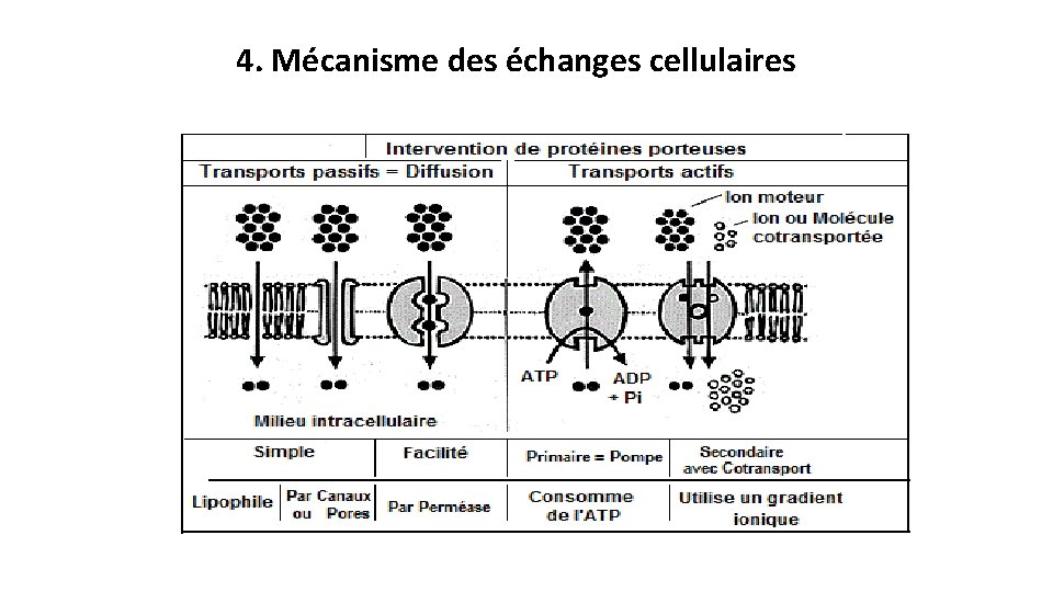 4. Mécanisme des échanges cellulaires 