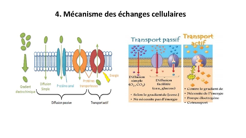 4. Mécanisme des échanges cellulaires 