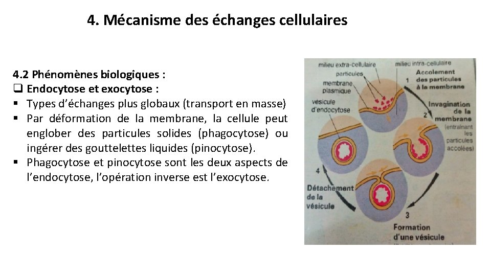 4. Mécanisme des échanges cellulaires 4. 2 Phénomènes biologiques : q Endocytose et exocytose