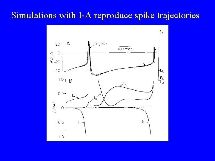 Simulations with I-A reproduce spike trajectories 