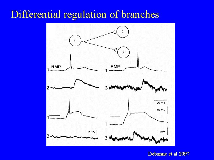 Differential regulation of branches Debanne et al 1997 